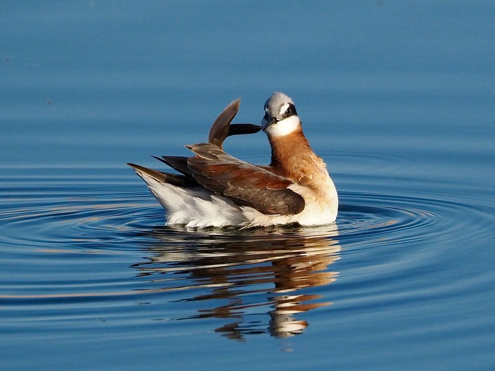 She is swimming on a blue pond and although her body is in profile her head is turned toward face the observer. Two feathers are dramatically out of place and curl up to almost touch her head. She’s giving off a strong “I’m too sexy for this pond” vibe. 