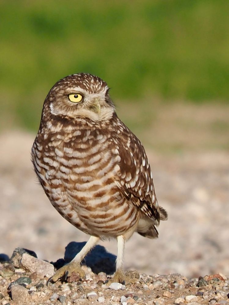 A small owl stands on a rocky mound in front of a blurry green background. One eye is visible as it gazes off to the viewer’s right. 