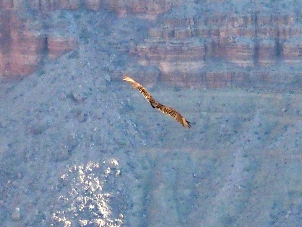 A raptor soaring away from the viewer in the Grand Canyon. Just enough features are visible to identify it as a turkey vulture. 