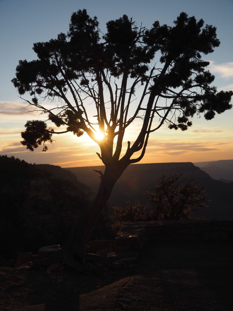 A tree is silhouetted against the setting sun on the rim of the canyon. 