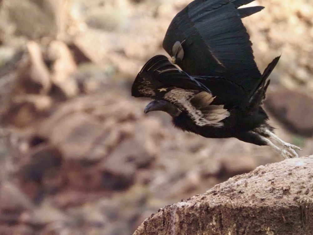 A very large black bird leaps into flight from a rocky cliff. Its white armpits are just visible. 