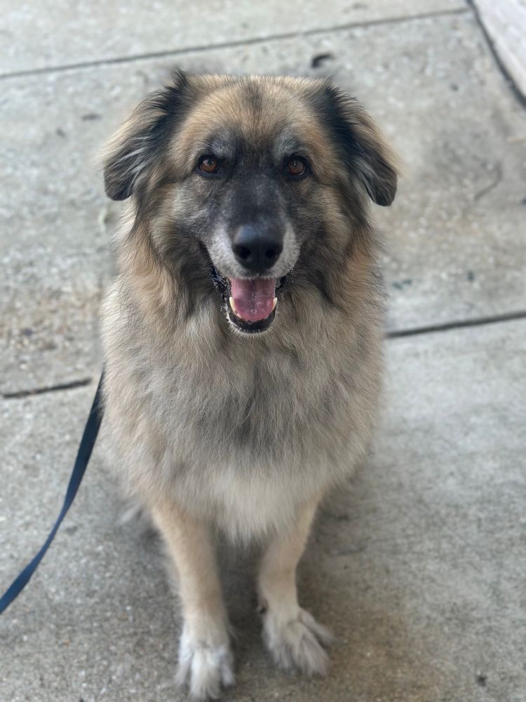 Our large fluffy great Pyrenees mix dog sitting nicely on a city sidewalk. 
