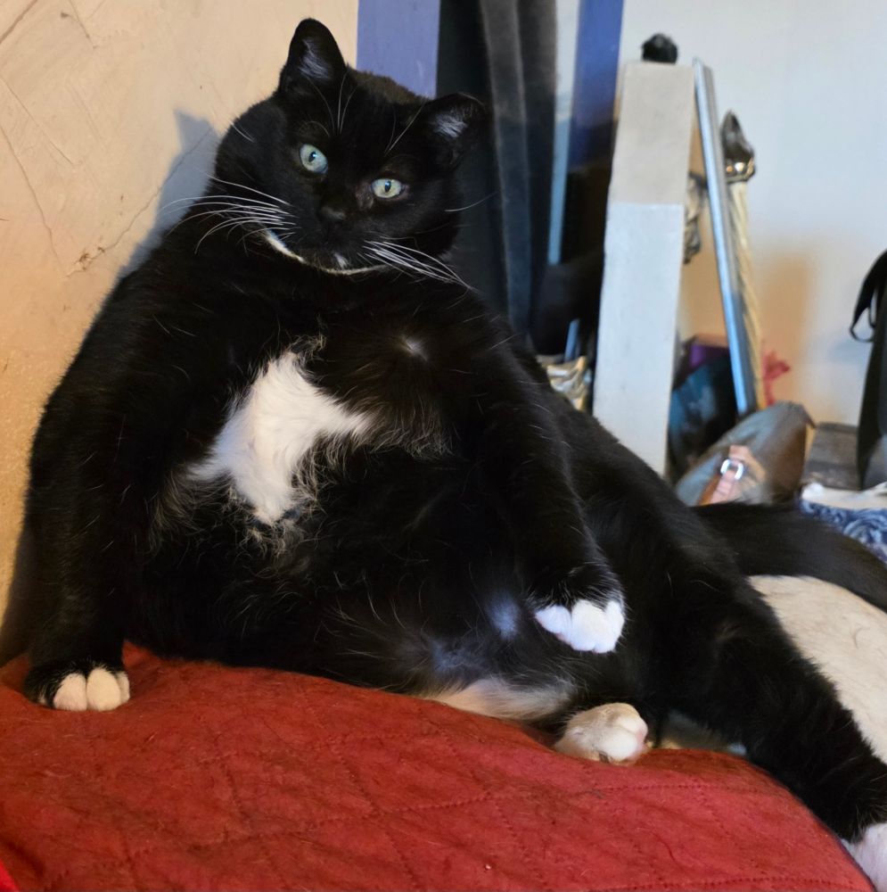 Selektra cleaning herself looking like attitude.