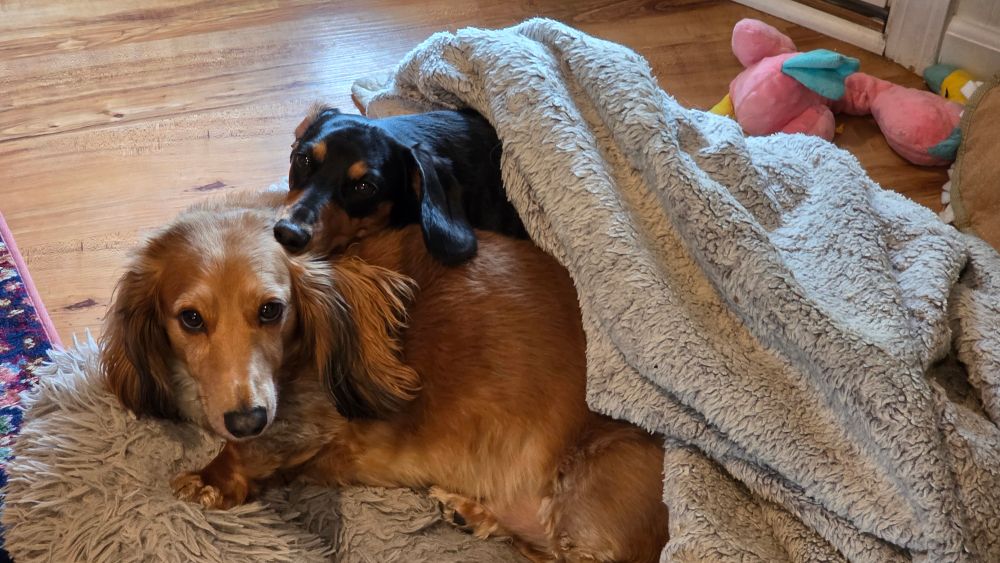 Shaggy and Scooby-Do Laying by the front door together.