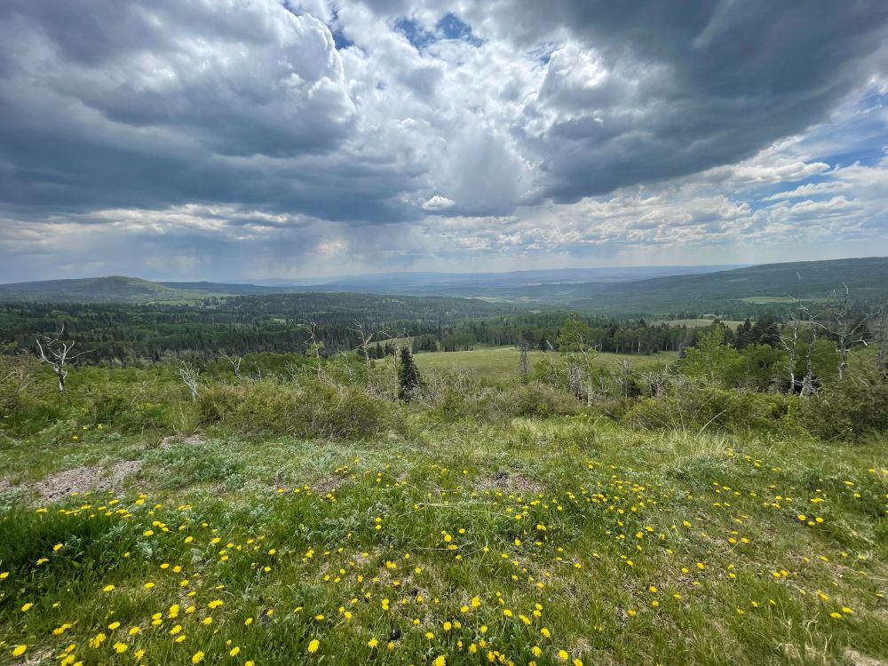 the fore ground is wildflowers and grass and it stretches into a sky
