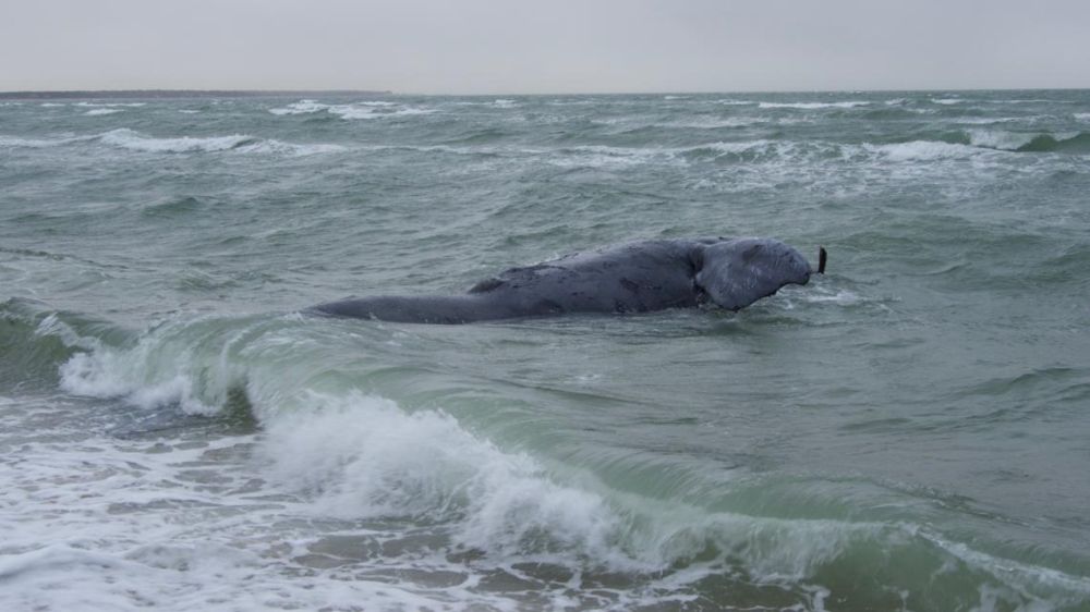 NOAA: Right whale died of chronic entanglement in rope from Maine