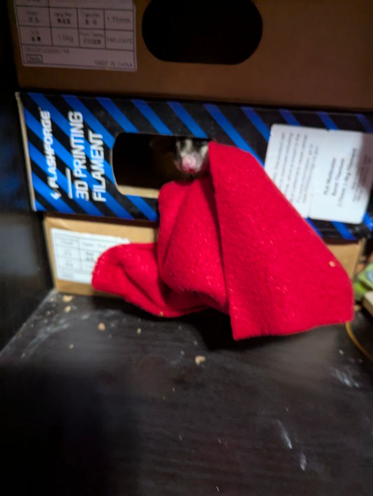 Goober has started stealing the blanket and poking his nose at me wondering if I'm gonna help/stop him, Manny has joined Xion in her box