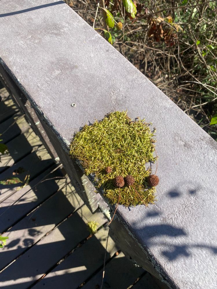 Boardwalk with a clump of moss growing on it and 4 little seed balls sitting atop.