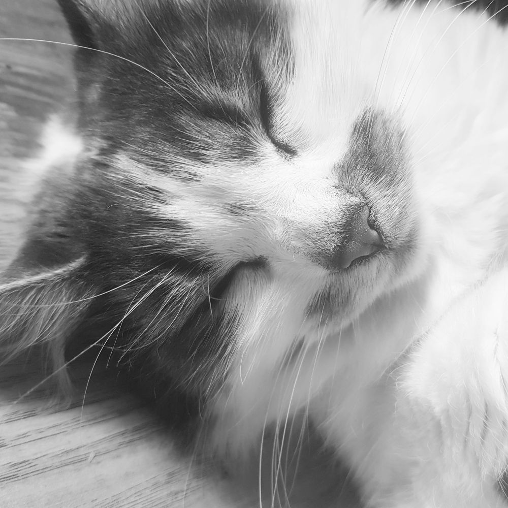 A black and white photo of Jim's cat, Khaleesi.