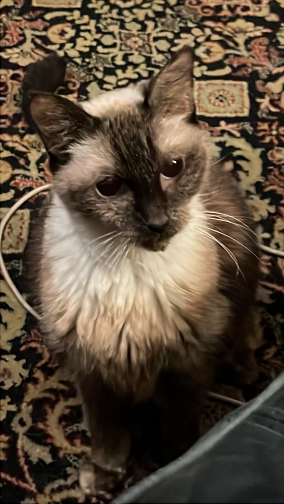 A 17-year-old traditional seal point Siamese cat with a luxurious creamy chest ruff. Her pupils are so dilated that the blue irises of her eyes barely show. She is sitting up, bright and alert, looking at the camera like the diva she was.