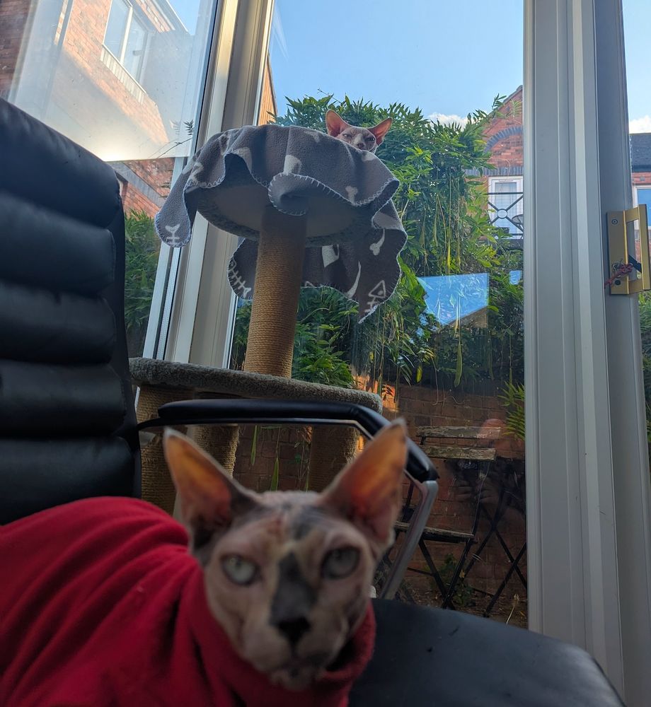 A similar image to the other one, except this time the foreground is out of focus. The cat tree has a pink sphynx head poking out of it, looking down at the camera