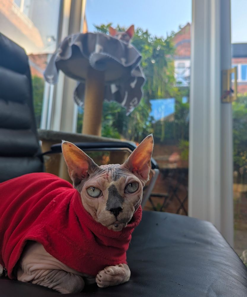 A cream and black sphynx cat wearing a red poloneck, loafing on a black office chair, looking at the camera. The background is out of focus, but a cat tree can be made out.