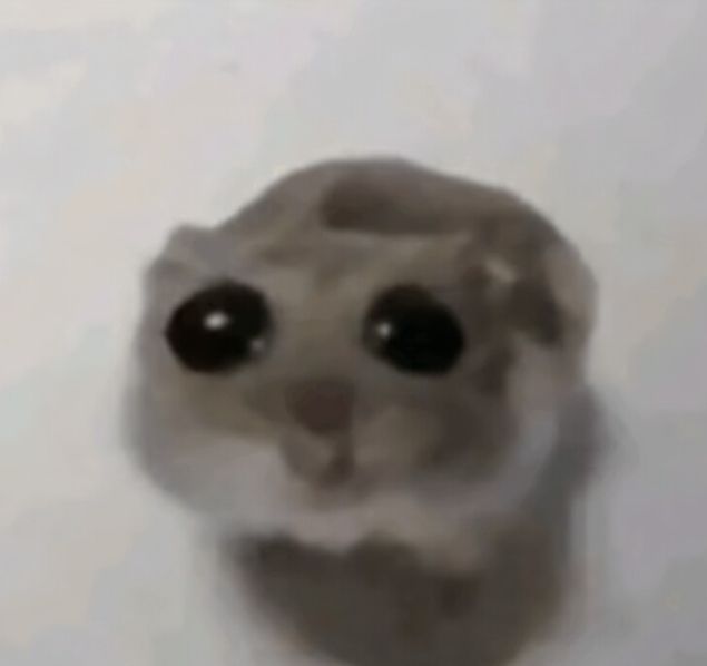 foto com baixa resolução de um hamster MUITO TRISTE com olhinhos brilhando de tristeza