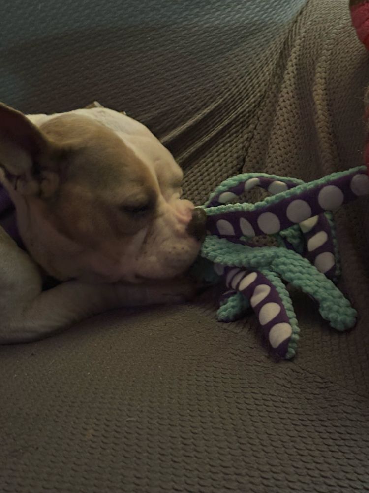 A white and tan staffy mix chews lovingly on a stuffed octopus.