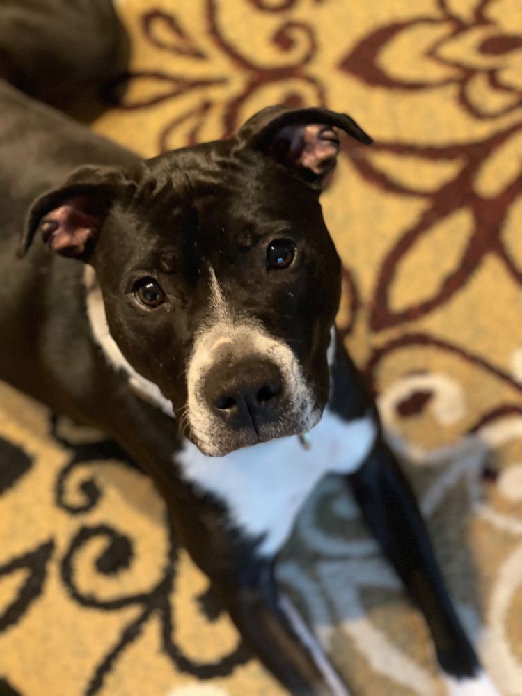 Photo of a black and white (mostly black) pitbull/lab mix dog with dark brown eyes, laying on a patterned gold, red, black and white rug and staring adorably up at the camera.
