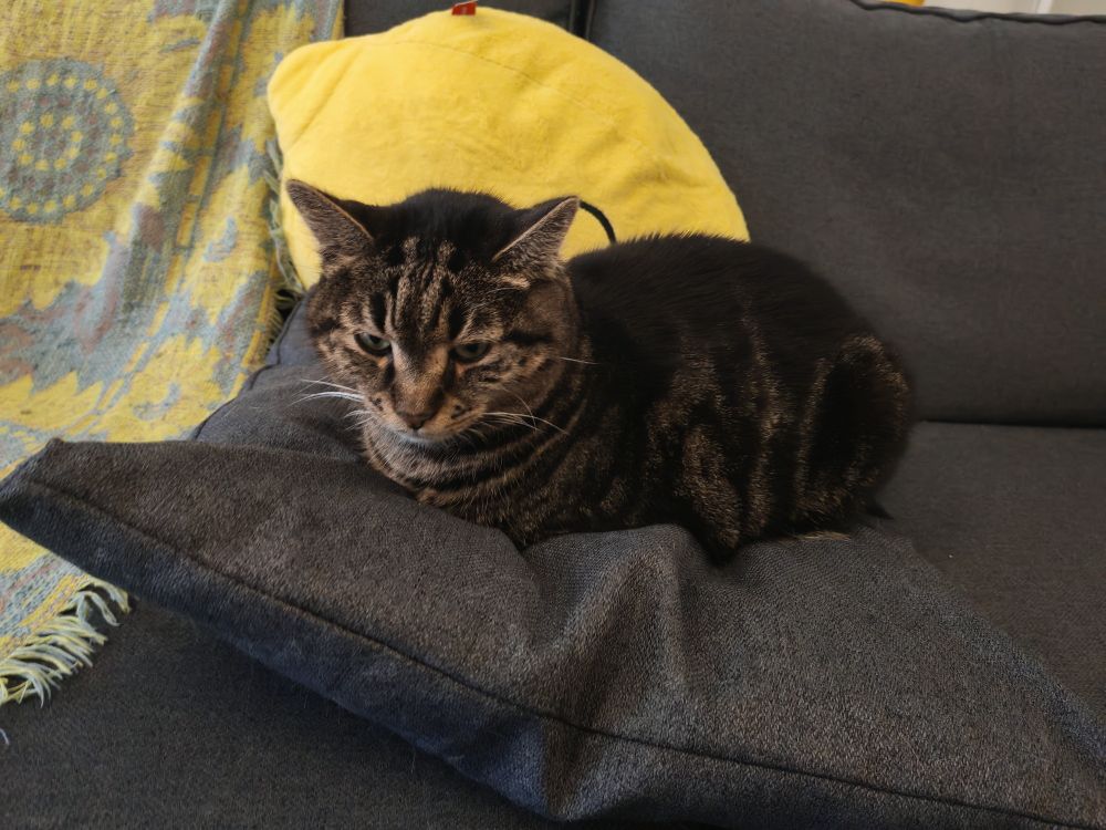 Un chat sur un oreiller qui fait la tronche.