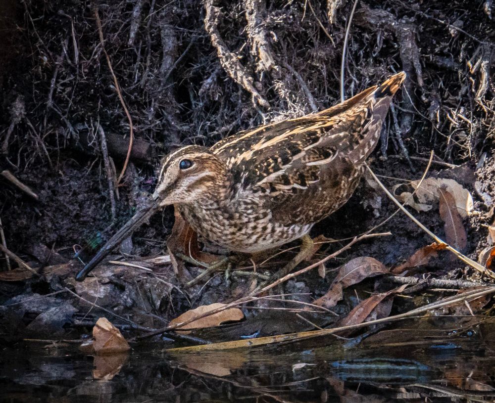 A brown and cream striped Wilson’s snipe bird poses above a bit of water in the shade along a shore with small stones and decaying oak leaves. The scene is somewhat dark and the bird blends in to its surroundings. 