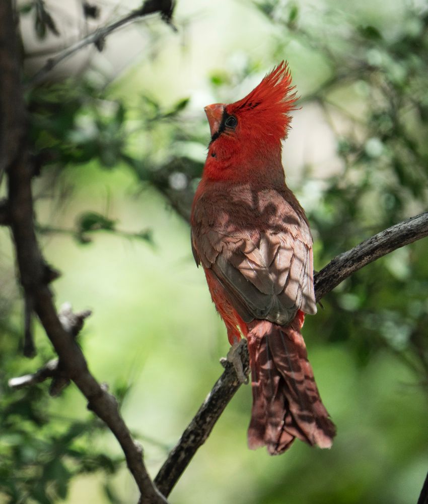A red and black northern cardinal otters upwards while perched on a branch, with green background and other branches on either side. 