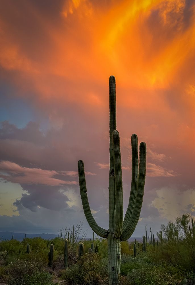 A closer view of a lone dark saguaro and a small strip of desert scrub against a sunset sky of bright orange to pink and light blue reflected on a huge monsoon cloud and sky