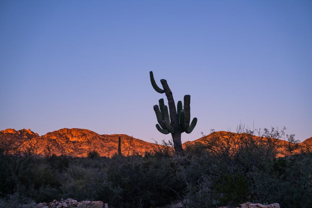 A many armed saguaro is silhouetted against a purple blue sky and reddish hills at sunset with dark scrub in shadows at the bottom 