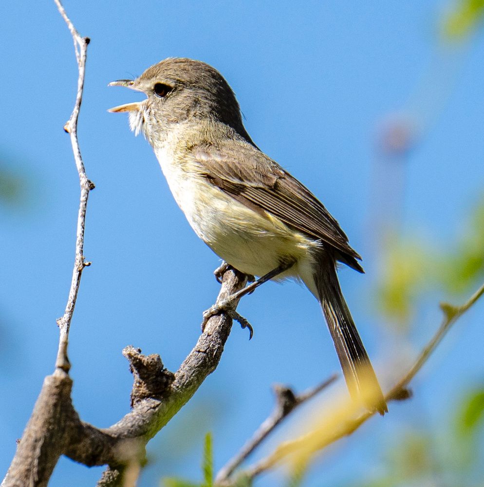 A cream and grayish tan small bird with a bit of a grandpa beard sits singing on a branch. This is a bell’s vireo. There are some branches and blue sky in the background. 