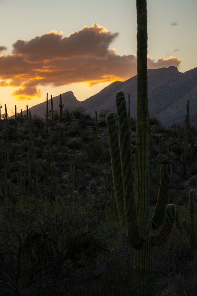 A big orange cloud hangs over top of a mountain ridge at sunset and a saguaro is prominent in the foreground along with some shrubs