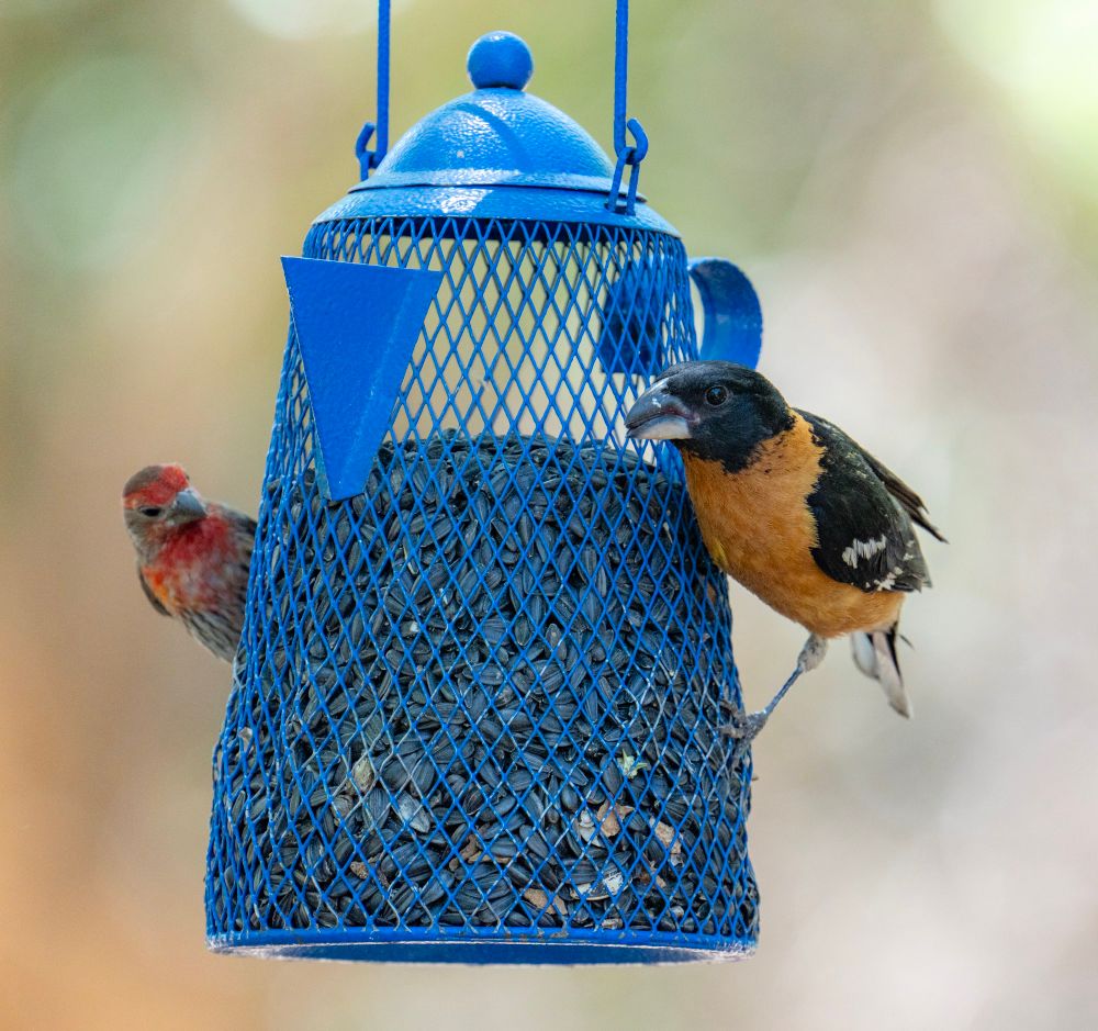 A blue teapot bird feeder hangs in front of a light brown background and a red male house finch and black and orange and white male black-headed grosbeak each take a side and get seeds. Taken in Patagonia AZ 