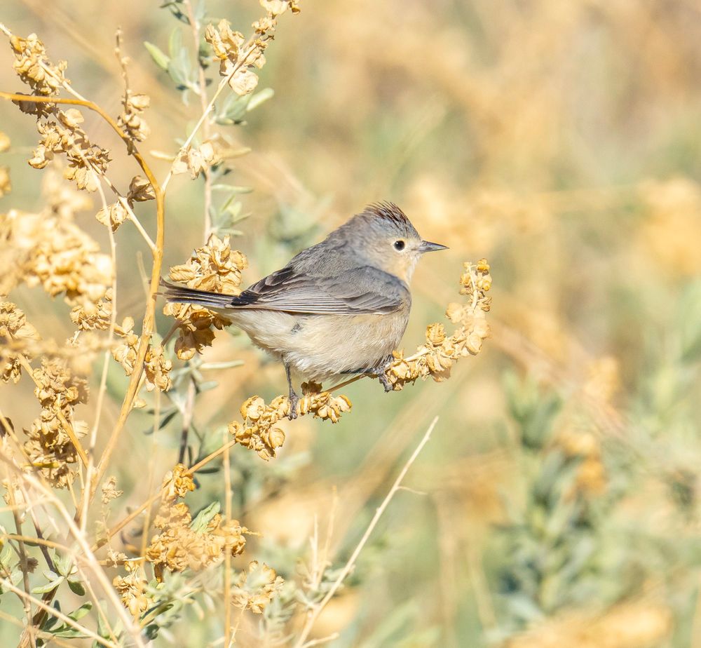 A beige and grey Lucy’s warbler bird stops on some yellow-green shrubberies to have a look around. You can see a bit of the rust color on the crown. 