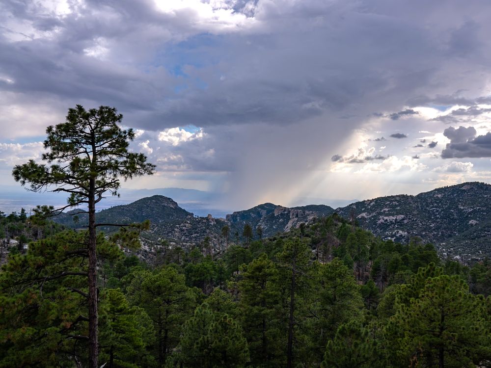 A large pine tree is on the left of the image and a large column of rain with sun highlighting the right side and the left in shadow hits a valley below a ridge of rocks and trees in Tucson Az 