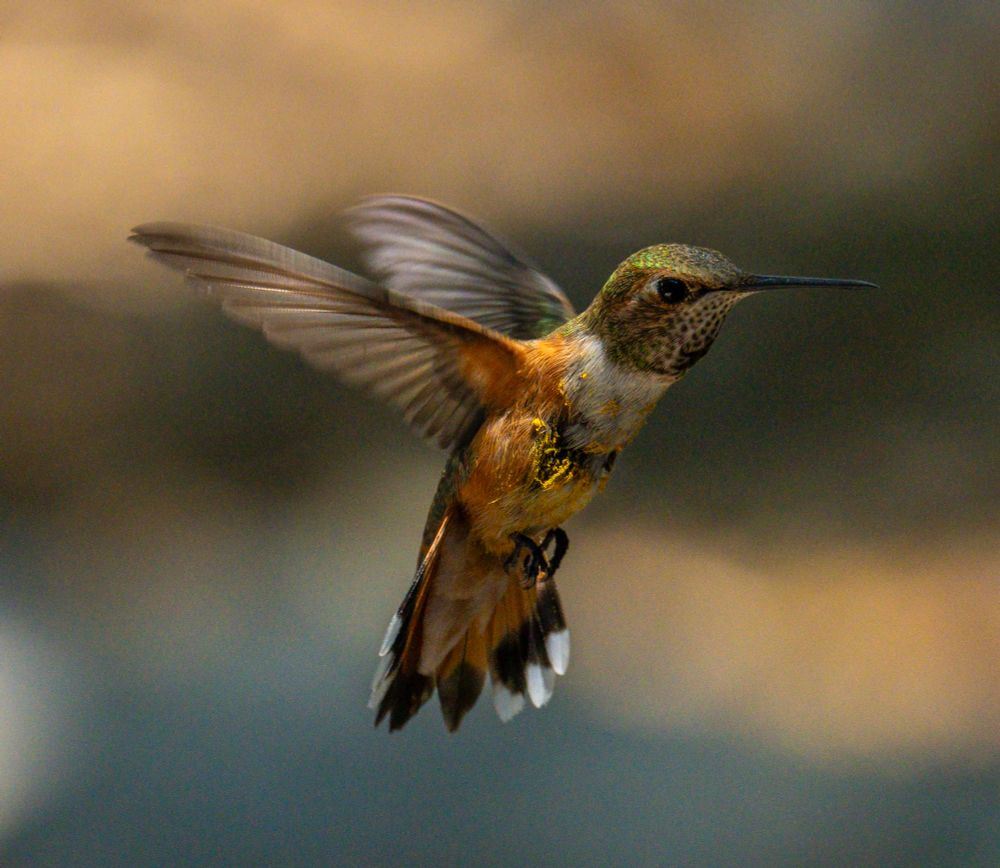 An orange, cream, and green rufous hummingbird with black and white tail feathers is caught midair with wings stretched back with a a blue and yellow background 