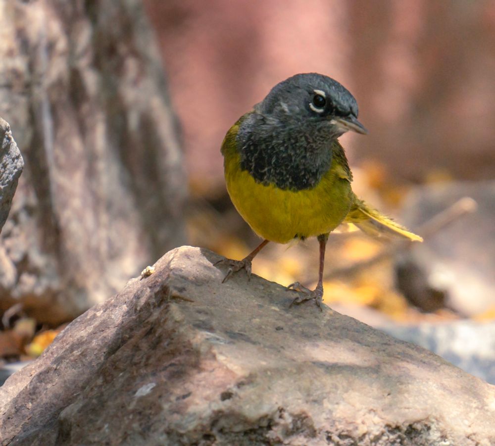 A yellow-green MacGillivray’s warbler, a bird with a dark gray head and white stripes above and below its eye, perches on top of a rock, looking toward the camera. The photo has a salmon pink background at the top and gold and brown in the middle. The foreground is the rock. 