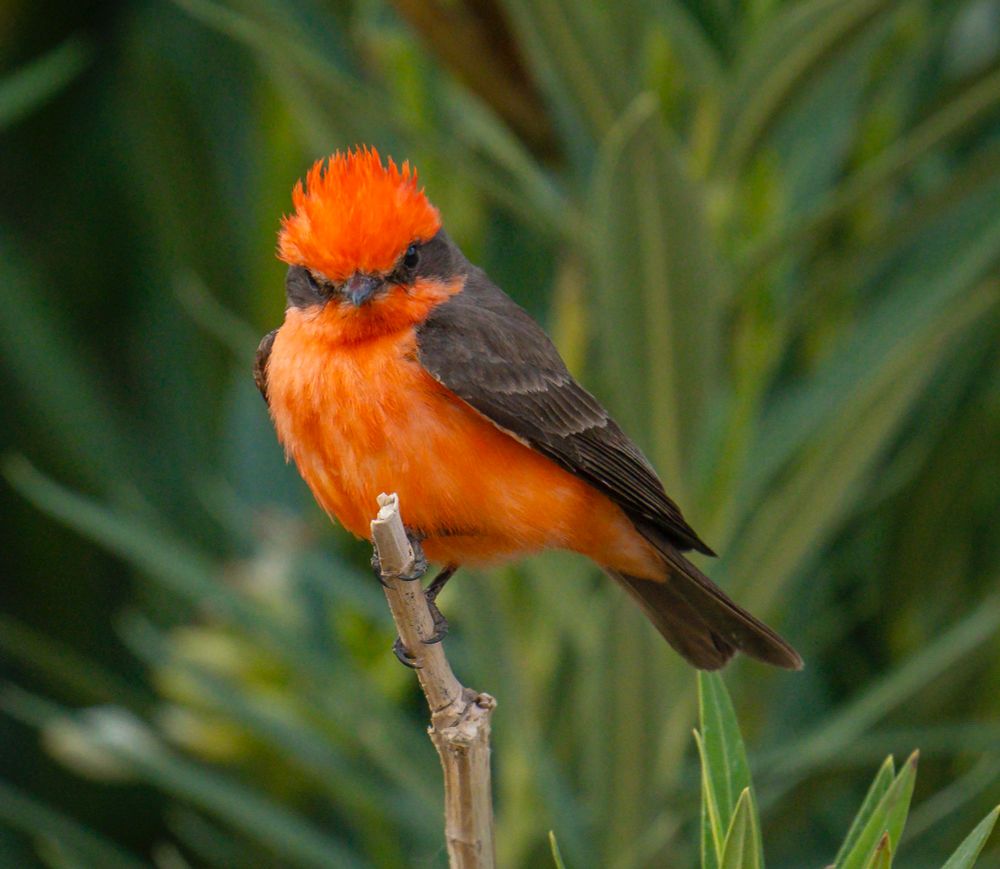 A bright red vermilion flycatcher bird with dark wings and a dark bandit mask poses on a stick with long green leaves in the background