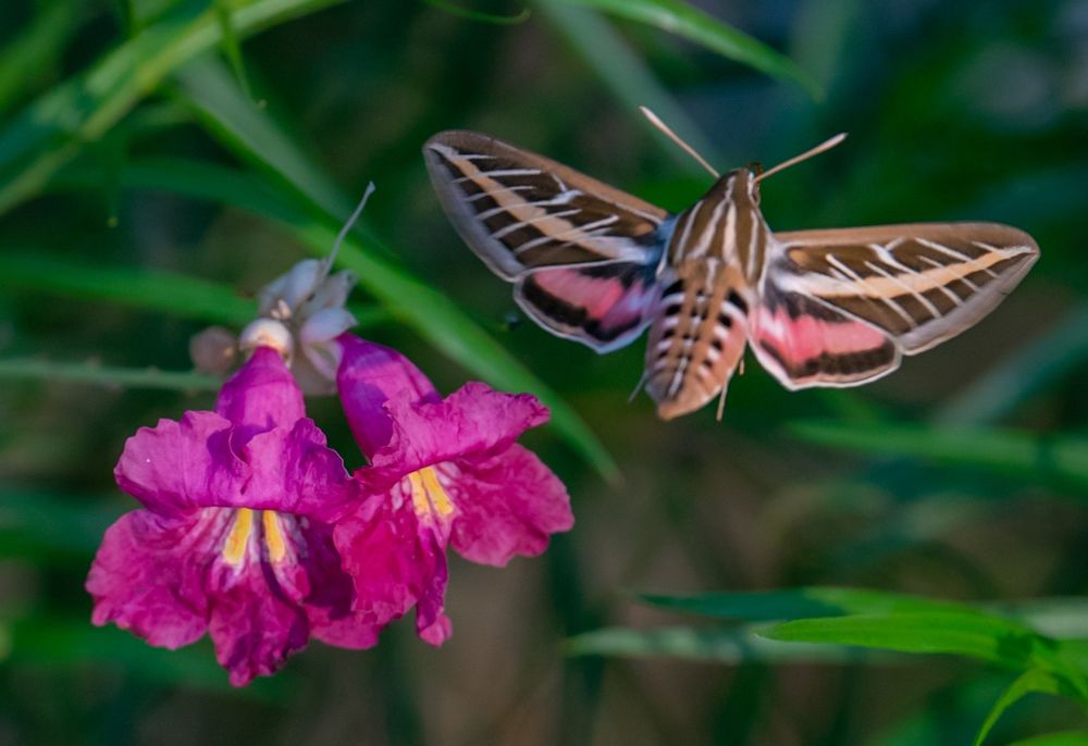 A pair of bright fuchsia Arizona willow flowers make a target for a white-lined sphinx moth with brown white and pink wings. The background is green leaves 
