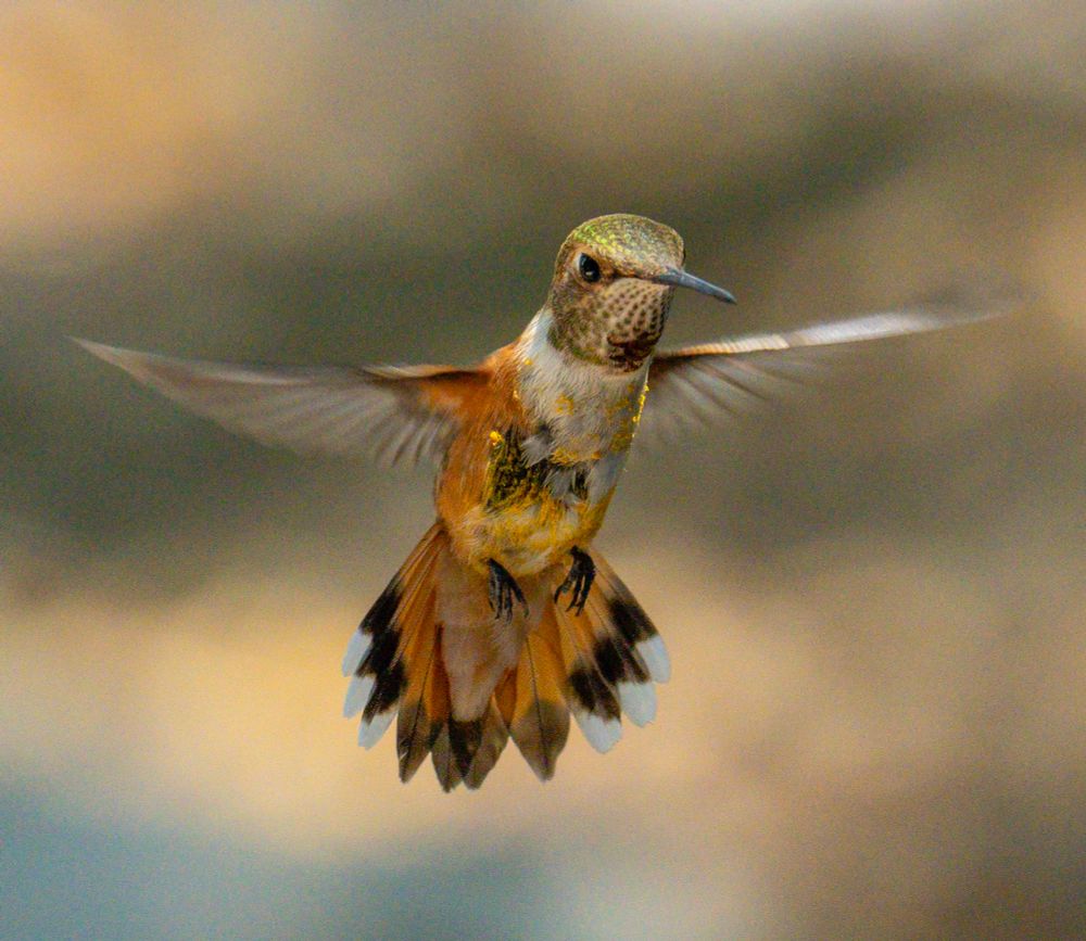 An orange, cream, and green rufous hummingbird with black and white tail feathers is caught midair with wings stretched back with a a blue and yellow background 