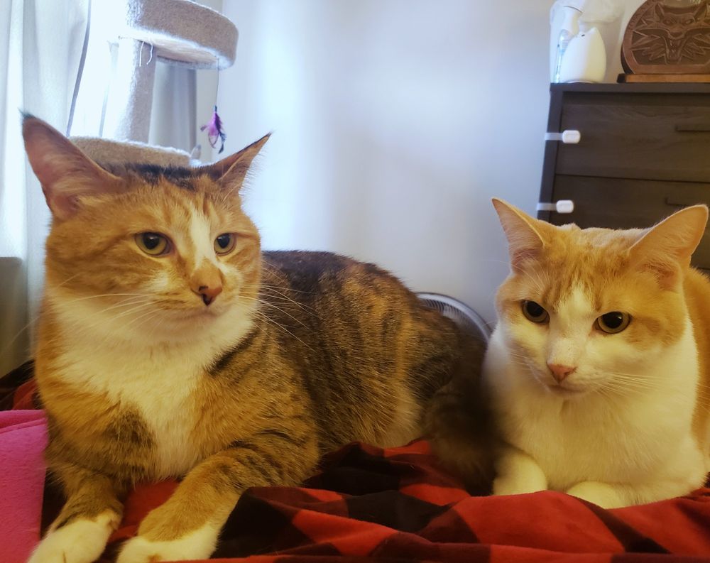 A photo of 2 cats sitting awkwardly together like siblings being forced to take a family photo together. On the left is Eloise, a cabico with white, brown, and orange striped fur, and on the right is Nemo, a white and ginger tabby. Neither of them are looking at the camera and they look uncomfortable, like they are unsure how to pose for a camera. They are laying on top of a big black and red plaid flannel Comfy brand hoodie.