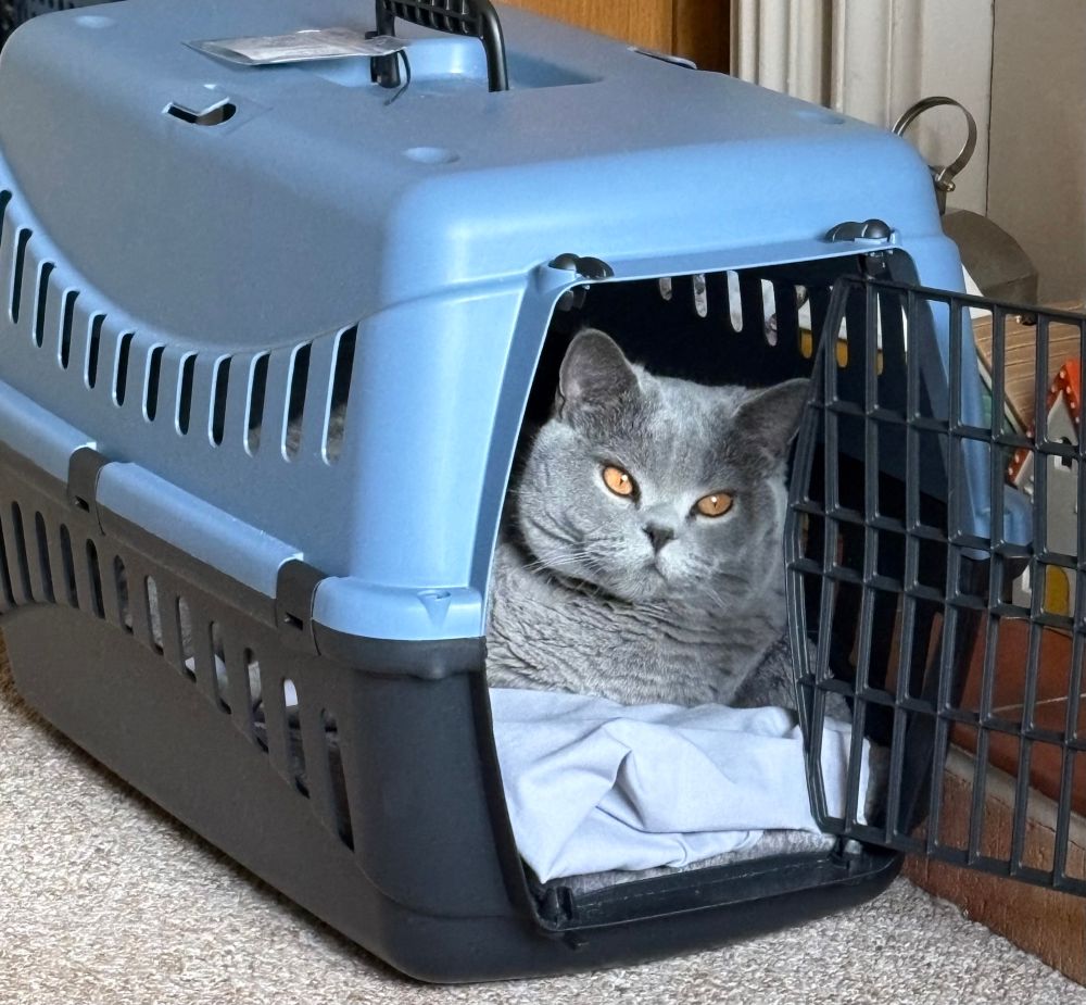 A grey cat resting in her cat carrier
