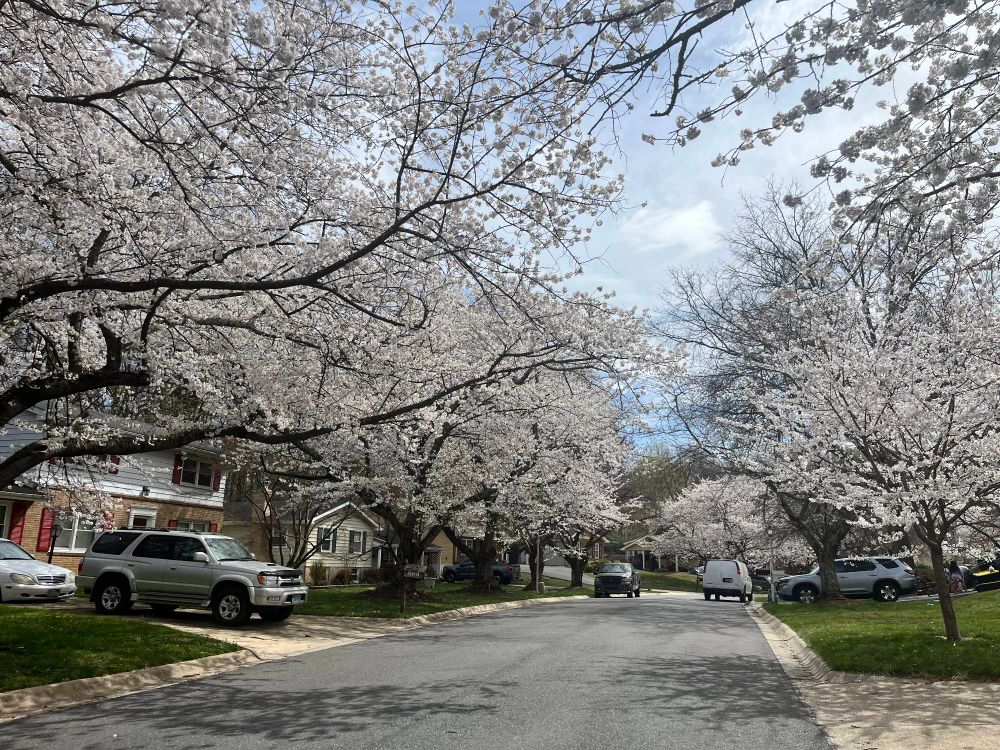 Cherry blossoms in a neighborhood on a sunny day.