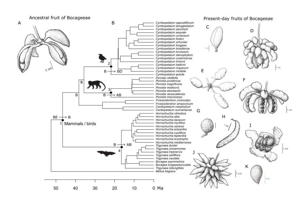 Pesquisadores mapeiam dispersão e evolução de planta ancestral