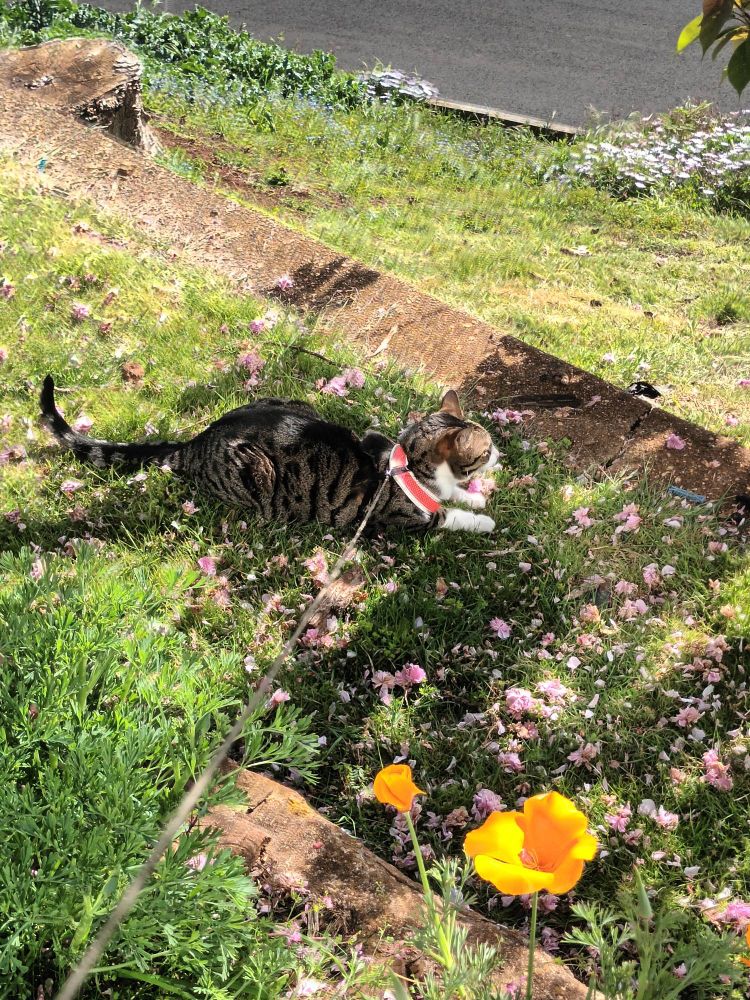 A photo of a tabby cat with white paws sitting on very green grass surrounded by pink petals. The cat is wearing a pink harness and the lead is held by the person taking the photo. He looks picturesque and beautiful. In the foreground are orange flowers.