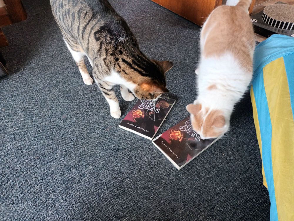 A photo of a grey tabby cat and a white and ginger cat sniffing two copies of The Chase Begins by Aimee Donnellan. 