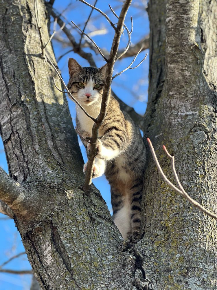 Grey and white tabby cat in a tree. 