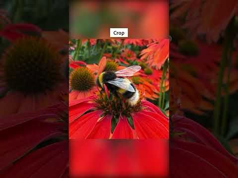 Daily @Lightroom Edit 546: Bee On Echinacea Flower, The Savill Garden
