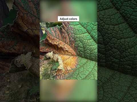Daily @Lightroom Edit 549: Transition. Gunnera Manicata Leaf, The Savill Garden
