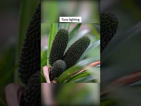 Daily @Lightroom Edit 532: The Name's Banksii, Freycinetia Banksii