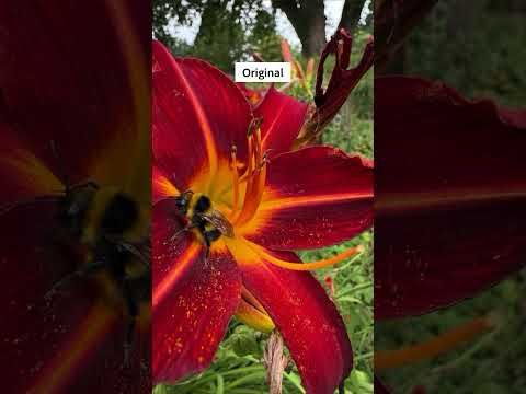 Daily @Lightroom Edit 541: Busy Bee iIn Hemerocallis. The Savill Garden