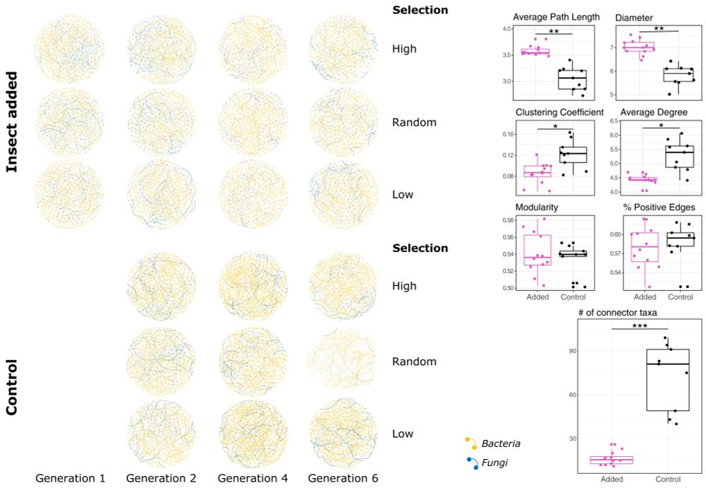 Comparison of microbial co-occurrence and network attributes associated with rhizospheres of infested versus uninfested plants across selection regimes and generations. Network attributes (e.g., average degree, modularity, # connector taxa, etc.) of each of the 21 networks, separated by insect treatment, are shown on the right. Bonferroni-adjusted results of six t tests comparing network attributes between aphid-infested and uninfested groups are inset within each top right panel (*P < 0.05, **P < 0.01), and the results of a generalized linear model of the number of connector taxa between insect treatments are presented in the bottom right panel (***P < 0.001).