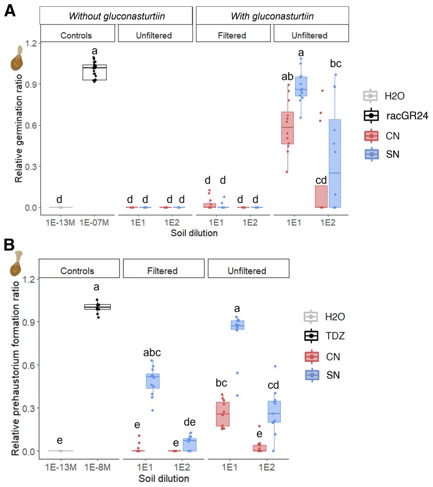 Influence of soil extracts on the stimulatory effect on broomrape seeds. A, Relative germination ratios of broomrape seeds in presence of the conducive (CN) or suppressive (SN) soil extracts, either unfiltered or 0.22-µm-filtered at 101- or 102-fold dilutions, and in the presence, or not, of gluconasturtiin (10−6 M). Ratios are expressed as the number of germinated seeds on total seeds relative to the average ratio obtained with the positive control rac-GR24 (10−7 M), a synthetic strigolactone giving a positive germination ratio of 1 ≈ 65.20 ± 6.32% (median ± sd). B, Relative prehaustorium formation ratio of broomrape seeds in presence of the CN or SN soil extracts either 0.22-µm-filtered or unfiltered and at 101 or 102 dilutions. Ratios are expressed as the number of germinated seeds presenting prehaustoria on total germinated seeds relative to the average ratio obtained with the positive control TDZ (10−8 M), a synthetic analog of cytokinin, giving a positive prehaustorium formation ratio of 1 ≈ 95.33 ± 5.33% (median ± sd). Significance was determined using a nonparametric Kruskal-Wallis rank test and Dunn's Kruskal-Wallis multiple comparisons (P ≤ 0.05) and is indicated with different letters.