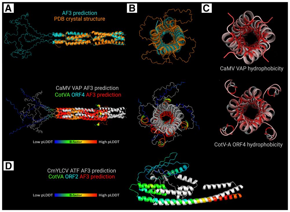 Predicted structural comparisons of cotton virus A (CotVA) open reading frames (ORFs) 2 and 4. A, Top: comparison of AlphaFold 3 (AF3) prediction (turquoise) over the Protein Data Bank crystal structure (3K4T, orange) of the cauliflower mosaic virus (CaMV) virion-associated protein (VAP). Bottom: structural alignment of the AF3 prediction of the CaMV VAP (white) with the AF3 prediction of CotVA ORF4 (colored). B, Same as A but seen from the bottom. C, Comparison of hydrophobicity of CaMV VAP (top), and the predicted hydrophobicity of CotVA ORF4 (bottom). D, Structural alignment of AF3 prediction of Cestrum yellow leaf curling virus (CmYLCV) aphid transmission factor (ATF) (white) to CotVA ORF2 (colored). Confidence in the predictions is measured in the B-factor field (temperature factor) colored from low confidence (cold colors) to high confidence (warm colors).