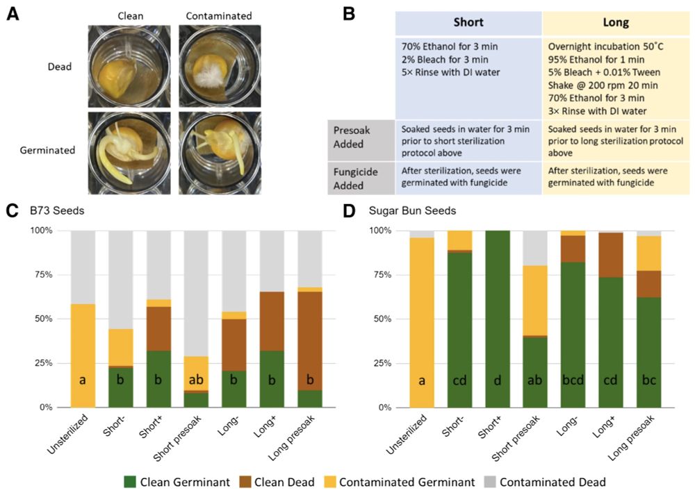 Six seed sterilization protocols tested on two varieties of maize. A, Examples of clean dead (top left), contaminated dead (top right), contaminated germinant (bottom left), and clean germinant (bottom right) B73 seeds. B, Overview of the six sterilization protocols used. Percentage of seeds that germinated and/or were contaminated with fungal growth for C, B73 seeds and D, Sugar Bun seeds for each of the different protocol variations. Letters indicate significant differences for clean germinants (Tukey honestly significant difference, P value < 0.05).