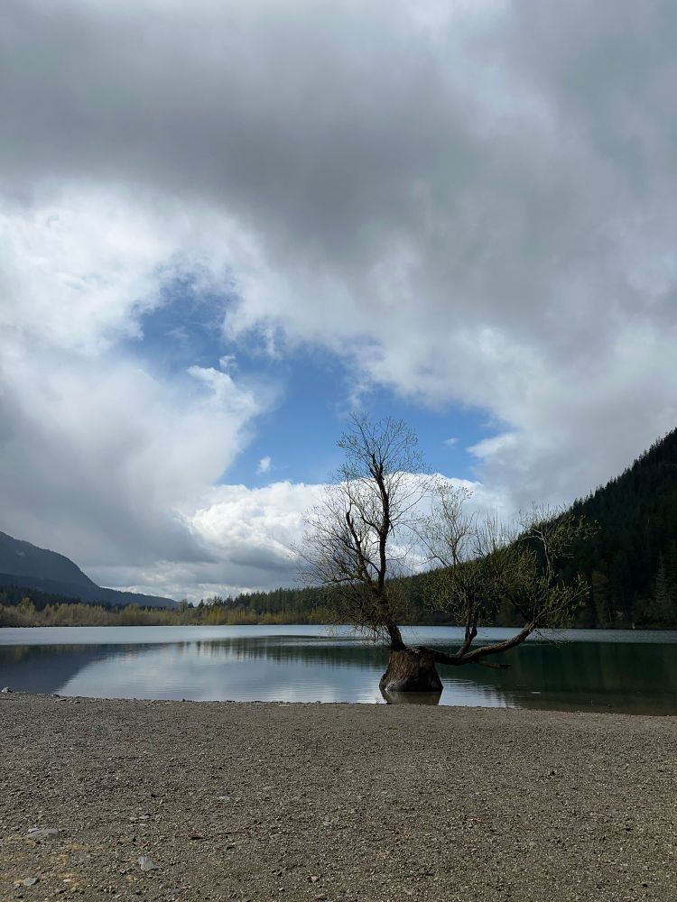 The stump of a huge old tree grows from the surface of a mirror lake at the base of high green mountains. Two new trunks grow from the stump and arc towards the bright blue sky breaking through a gap in thick white clouds